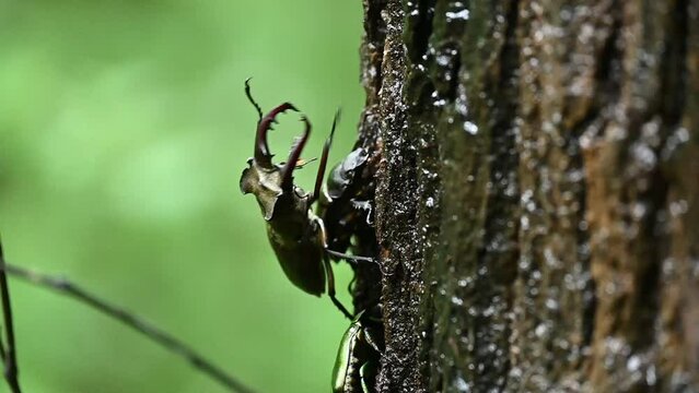 ミヤマクワガタのペア