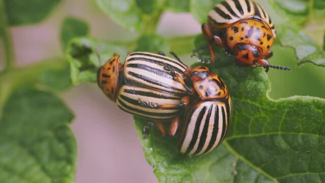 Colorado beetles close-up on potato sprouts