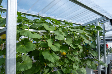 Green leaves of climbing plants growing on a metal frame under a transparent roof in an urban...