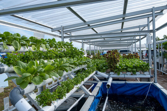 Brazilian spinach and green lettuce plants with the hydroponic method, a minimalist soil-saving garden,a combination of hydroponic gardens with fish ponds