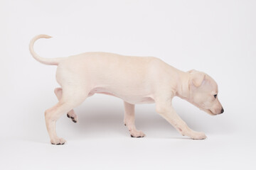 Portrait of cute Italian Greyhound puppy isolated on white studio background. Small beagle dog...