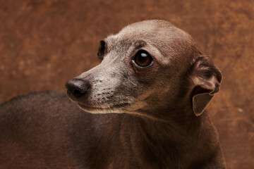Portrait of Italian Greyhound dog brown color posing isolated on chocolate studio background