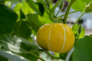 golden mama pumpkin fruit with hanging gardens, minimalist yellow pumpkin garden in the yard