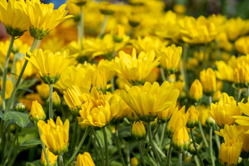 Chrysanthemum morifolium flower garden with golden yellow color, Suryandhari Agrihorti Chrysanthemum flower