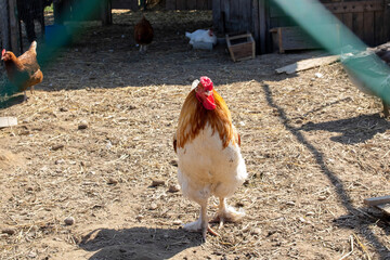 Rooster behind the fence on the farm