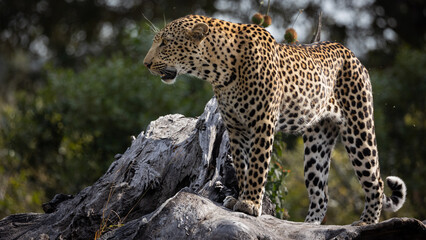 a leopard walking on a large dead tree