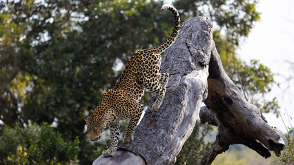 a leopard walking on a large dead tree