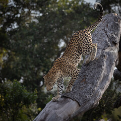 a leopard walking on a large dead tree