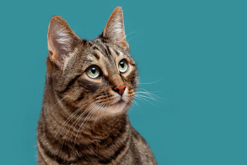 A cute tabby cat with an attentive look sits on a turquoise background