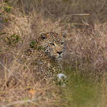 mature male leopard looking back