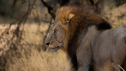 a mature male lion with a black mane