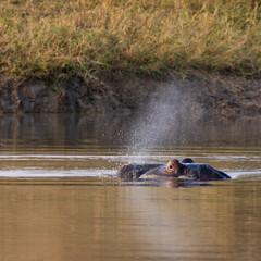 a hippo spraying water in the waterhole