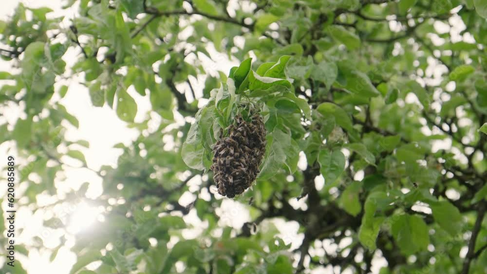 Poster a swarm of honey bees surrounding their hive located high up in a tree