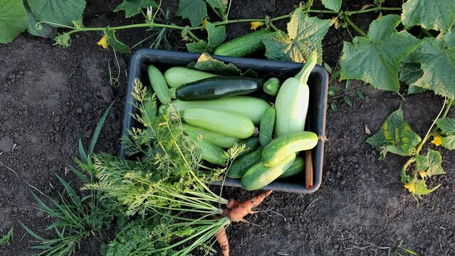 vegetable in crate in the garden