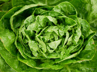 Lettuce green Romaine close-up cos Rossa harvest butterhead food Verona market shop supermarketcrate box red Lactuca sativa bio cut farmer farming agricultural vegetables harvesting farm garden leaf