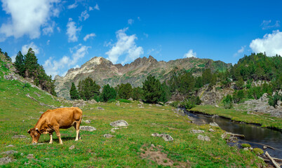 Cow grazing in a spectacular and wonderful green landscape full of grass with a river next to it...