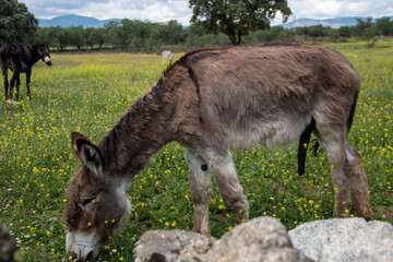 Donkey, portrait and different gestures of this equine. Behind a fence or enjoying freedom grazing in flowery fields