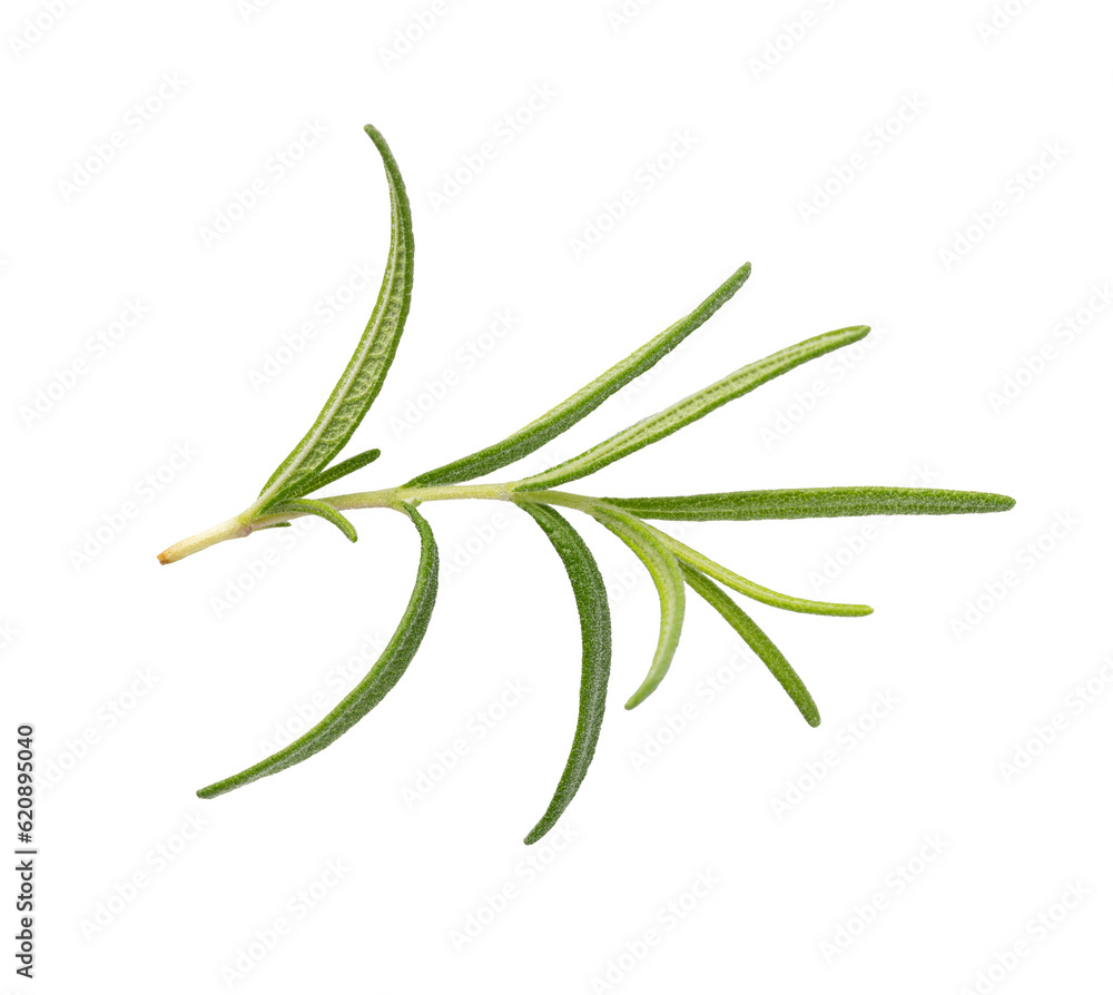 Wall mural Rosemary on white background