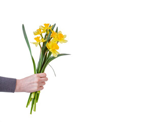 beautiful yellow flowers daffodils in the hands of a girl on a white background