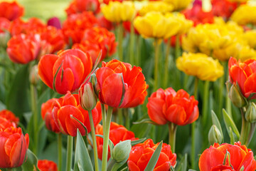 tulip bloom, beautiful field of tulips