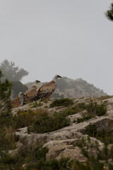 Grupo de Gyps Fulvus sobre roca del precicipio en el Alt de les Pedreres de Alcoy en día de niebla, España