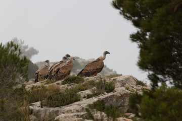 Grupo de Gyps Fulvus sobre roca del precicipio en el Alt de les Pedreres de Alcoy en día de niebla, España