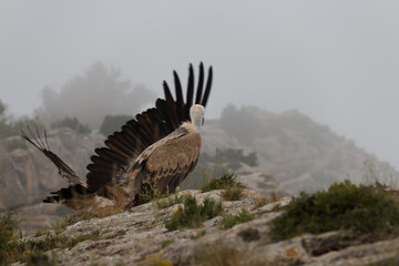 Gyps Fulvus mirando como inicia el vuelo un compañero sobre roca del precicipio en el Alt de les Pedreres de Alcoy en día de niebla, España