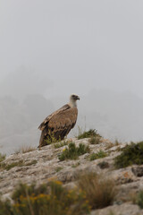 Gyps Fulvus sobre roca del precicipio en el Alt de les Pedreres de Alcoy en día de niebla, España