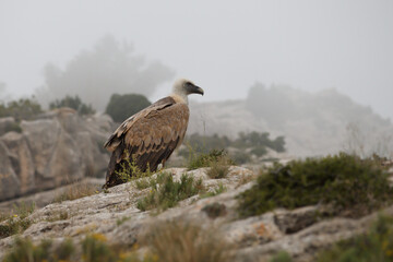 Gyps Fulvus en roca del acantilado en el Alt de les Pedreres de Alcoy en un día brumoso, España