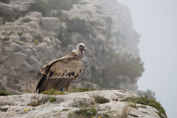 Gyps Fulvus sobre roca del precicipio en el Alt de les Pedreres de Alcoy en día de niebla, España