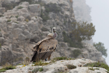 Buitre leonadao en día con niebla posado en el precipio del Mirador dels Voltors en el parque...