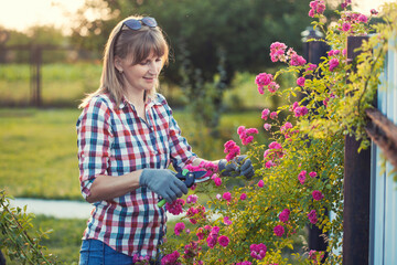 woman gardening and pruning rose bush with garden shears