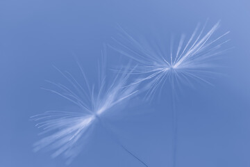Dandelion seeds on a blue background. Beautiful abstract macro background. Selective focus.