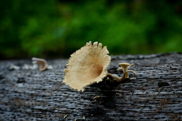 mushrooms in the forest