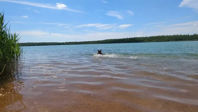 Sch&auml;ferhund schwimmt in See