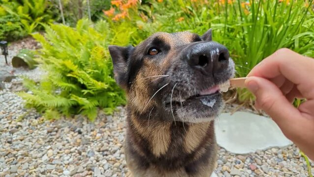 sch&auml;ferhund leckt eis