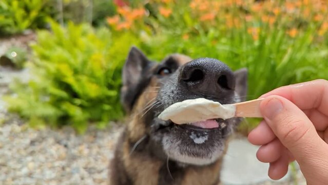deutscher Sch&auml;ferhund isst Eis am Stiel