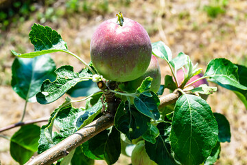 Photography on theme beautiful fruit branch apple tree
