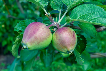 Photography on theme beautiful fruit branch apple tree