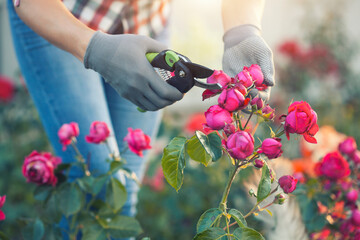 girl gardener prunes diseased and withered roses in the garden with secateurs