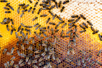 Abstract hexagon structure is honeycomb from bee hive filled