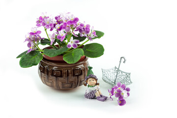 A beautiful purple flower in a pot. ceramic pot. it grows in the ground. blooms in spring. My name is Violet. a bouquet of flowers. On a white isolated background.«Viola».top and side view.	