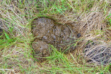 Photography on theme fresh cow dung lies on manure animal farm