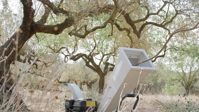 Wood Chipper Machine shredding pruning remains.  A person feeding the hopper with foliage. Olive trees. Reducing vegetation by facilitating the chipping of material produced in tree pruning 