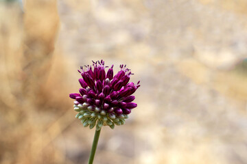 flowers in the field