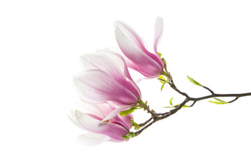 Beautiful pink magnolia flower on white background © Peredniankina