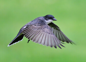 Kin Bird in Flight