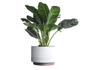 鉢植え観葉植物の美しさ（切り抜き） No.071  Beauty of potted houseplants (clipping) Generative AI