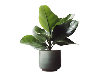 鉢植え観葉植物の美しさ（切り抜き） No.073  Beauty of potted houseplants (clipping) Generative AI
