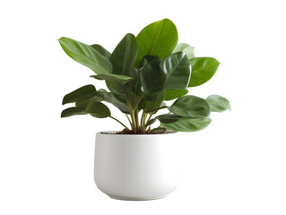 鉢植え観葉植物の美しさ（切り抜き） No.074  Beauty of potted houseplants (clipping) Generative AI